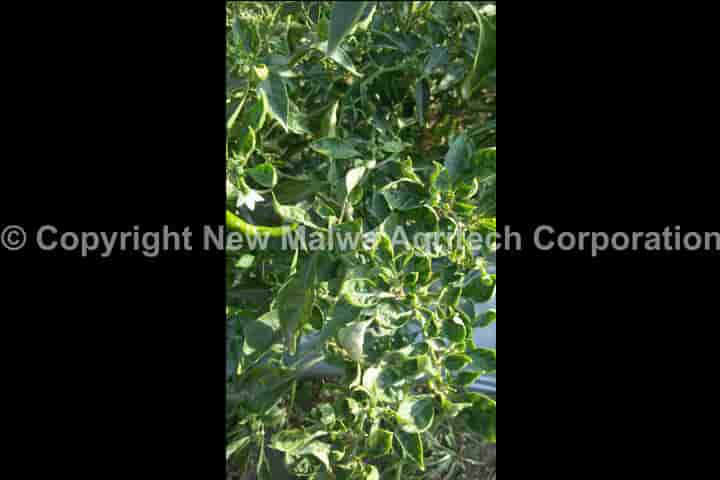 organic certified virucide for leaf curl virus control in india